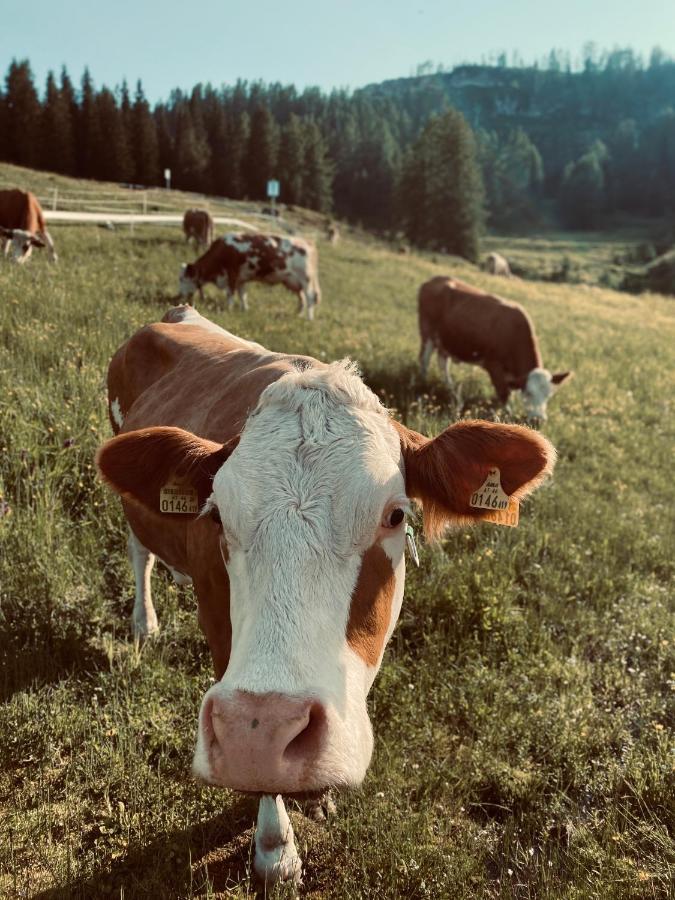 Stubihuettn Daire Sonnenalpe Nassfeld Dış mekan fotoğraf