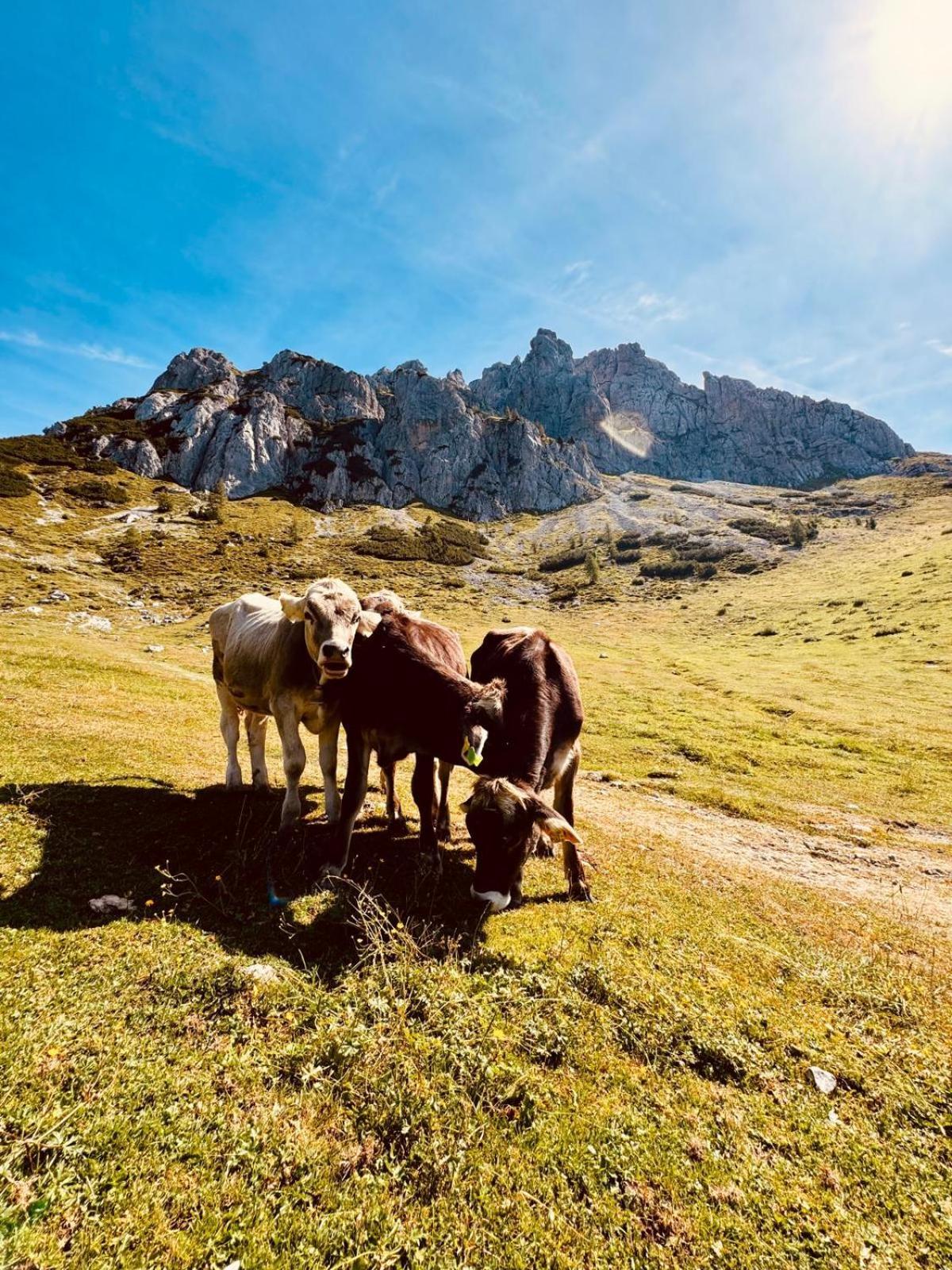 Stubihuettn Daire Sonnenalpe Nassfeld Dış mekan fotoğraf