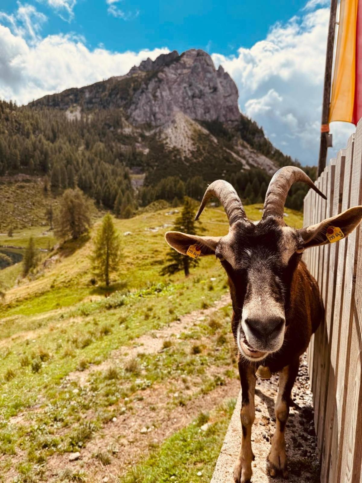 Stubihuettn Daire Sonnenalpe Nassfeld Dış mekan fotoğraf